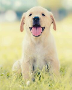 Happy yellow Labrador Retriever puppy. 