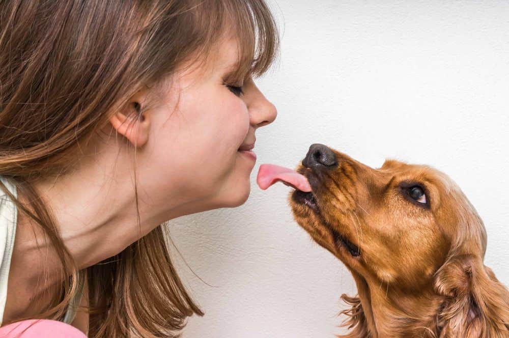 Dog licks are normal canine behavior and a tool dogs use to communicate. If you want to break the habit, distract your dog with toys or treats.