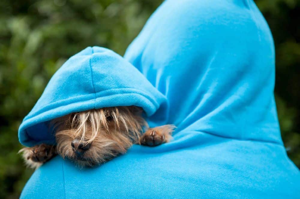 Dog and owner wear matching sweatshirts. Matching outfits and accessories might be one of the cutest customizable gifts for pet owners.