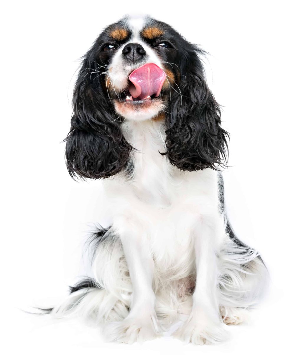 Dog licks are safe but try to limit that behavior because dog saliva has bacteria that can be harmful to humans.