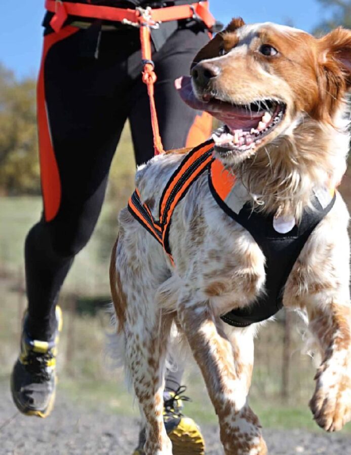 Canicross is a dog sport that combines running and mushing.