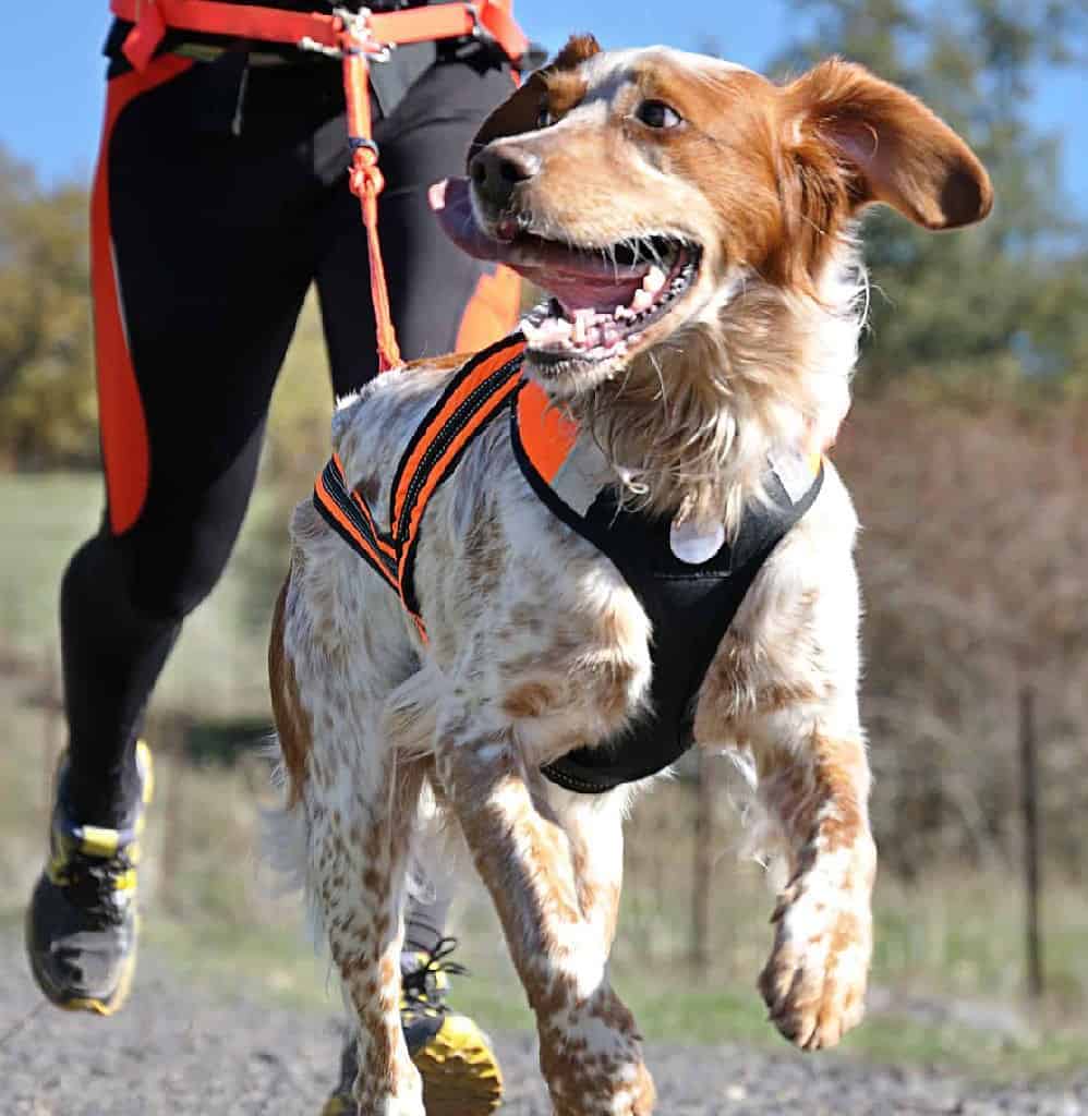 Canicross is a dog sport that combines running and mushing, where dogs wear a harness and are attached to their handler by a line.