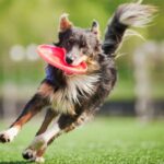 Learn more about dog sports, including agility, obedience, rally obedience, tracking, herding, flyball, disc dog, Canicross, and dog surfing.