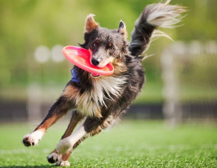 Australian Shepherd catches Frisbee. Photo for dog sports article.