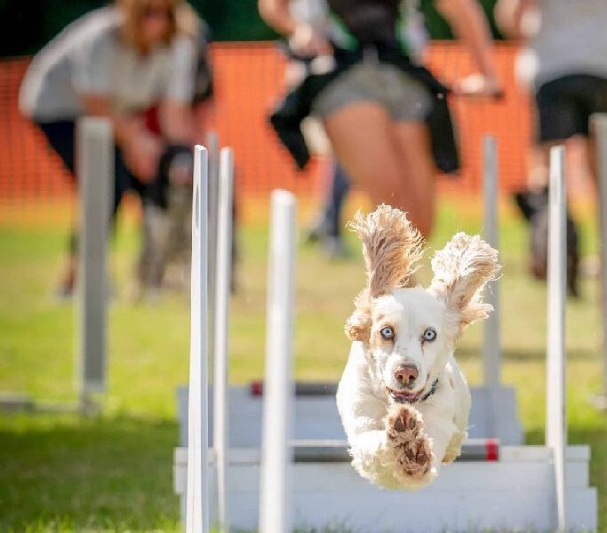 Flyball is a dog sport that tests their speed, jumping, and agility.