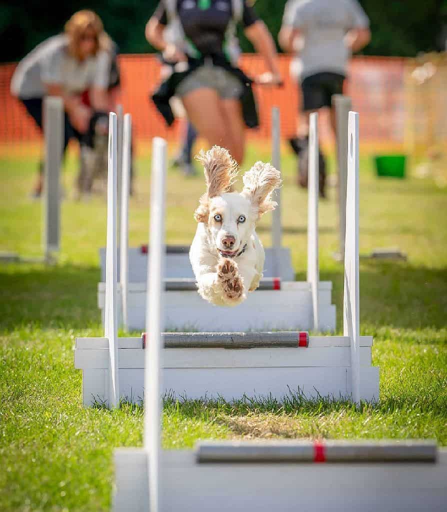 Flyball is a dog sport that tests their speed, jumping, and agility.