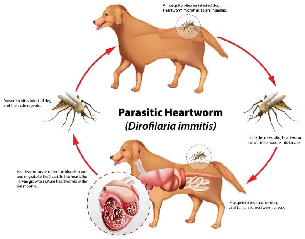 Heartworm infestation graphic explains how heartworms are transferred via mosquito bite.