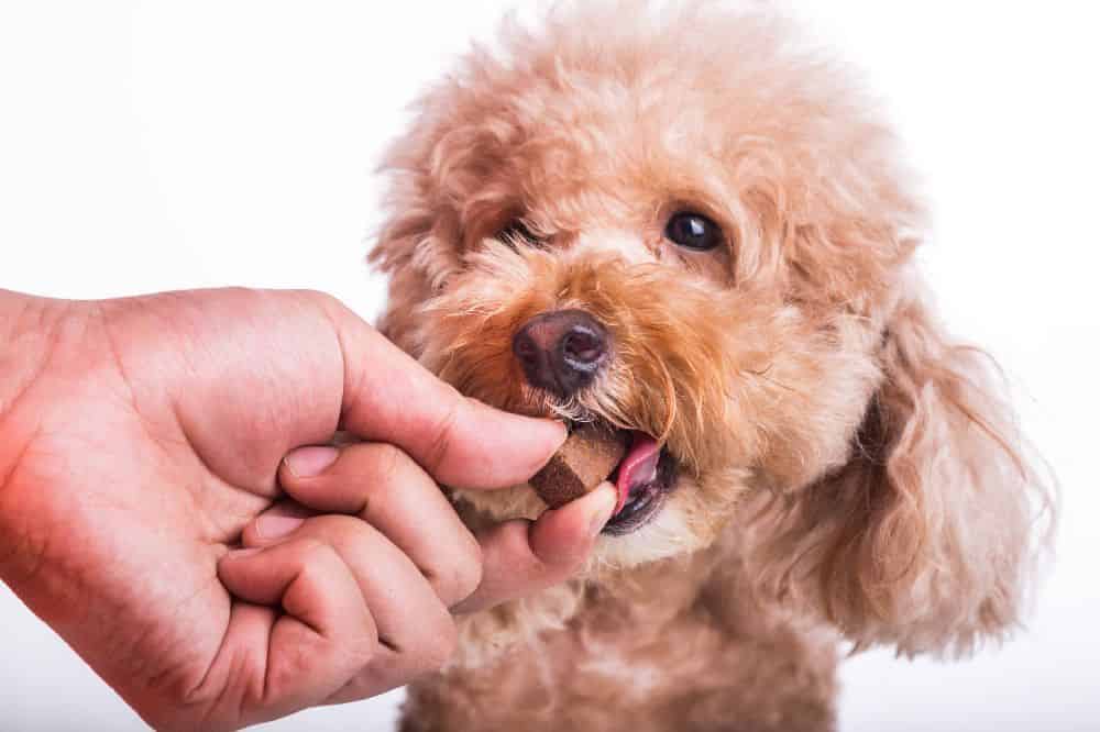 Owner gives poodle heartworm preventative medicine. Heartworms are a dangerous parasitic infection in dogs that if left untreated, can cause organ damage and death.