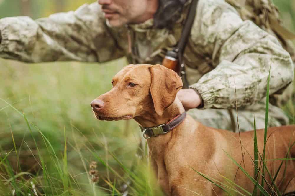 Hunter trains vizsla. The best hunting dogs have natural traits and are properly trained. Early exposure to different hunting scenarios is crucial.