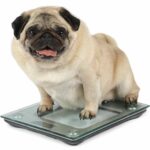 Overweight pug sits on scale. Pet obesity is caused by diet, lack of exercise, and genetics. Track dog's weight from a young age to prevent health complications later.