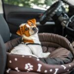 Plan your dog-friendly road trip route ahead of time, taking into account weather and road conditions. Be sure to scope out gas stations and rest stops.