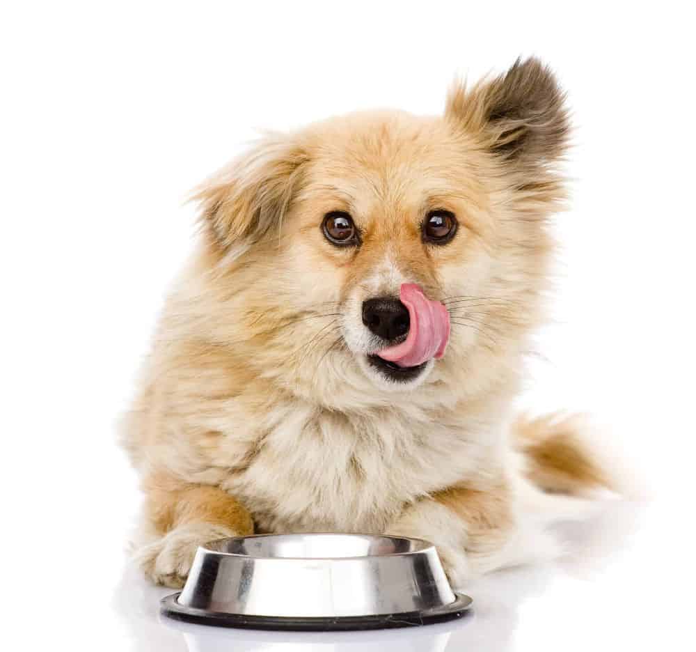 Choosing the right dog food is daunting. Do research and consult with your veterinarian to select the best vet-approved dog food.