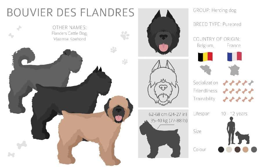 The Bouvier des Flandres is known for its trainability, obedience, and high prey drive.