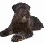 The Bouvier des Flandres is a great family pet that loves spending time with its owners. However, if left alone for too long, it may display undesirable behaviors such as barking, chasing, or destroying possessions.