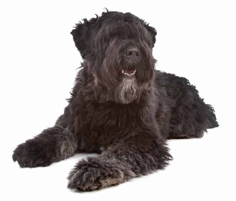 The Bouvier des Flandres is a great family pet that loves spending time with its owners. However, if left alone for too long, it may display undesirable behaviors such as barking, chasing, or destroying possessions.