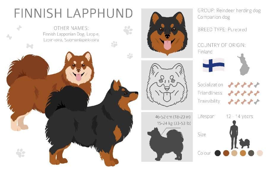 Finnish Lapphund graphic. Finnish Lapphunds are intelligent, funny, and have a strong herding instinct. They also make great family pets and therapy dogs.