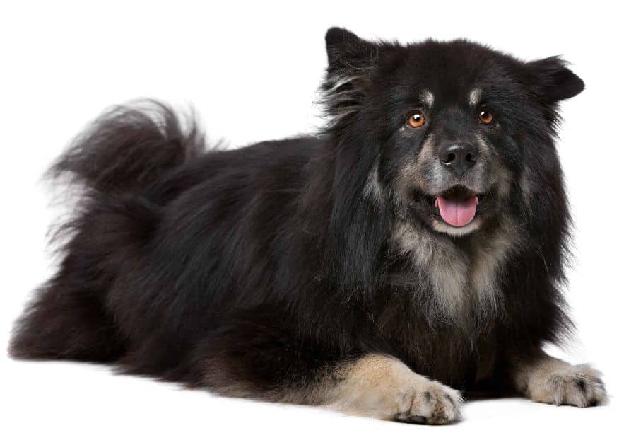 Finnish Lapphunds are naturally friendly and affectionate, but they still need to be socialized from a young age.