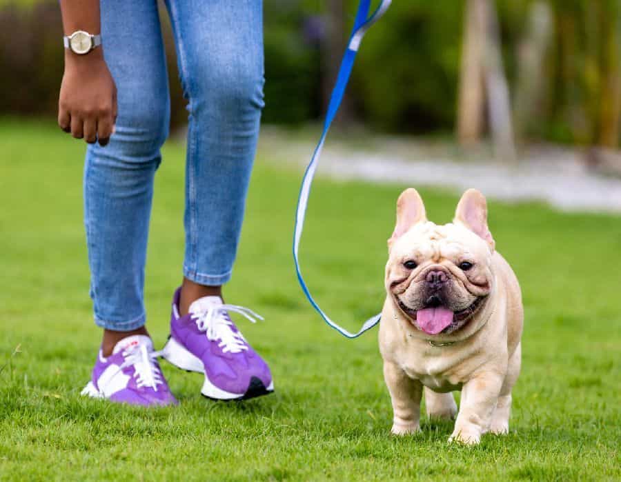 Woman walks French Bulldog. French Bulldogs are adaptable, charming, and intelligent dogs that respond well to positive reinforcement training methods.