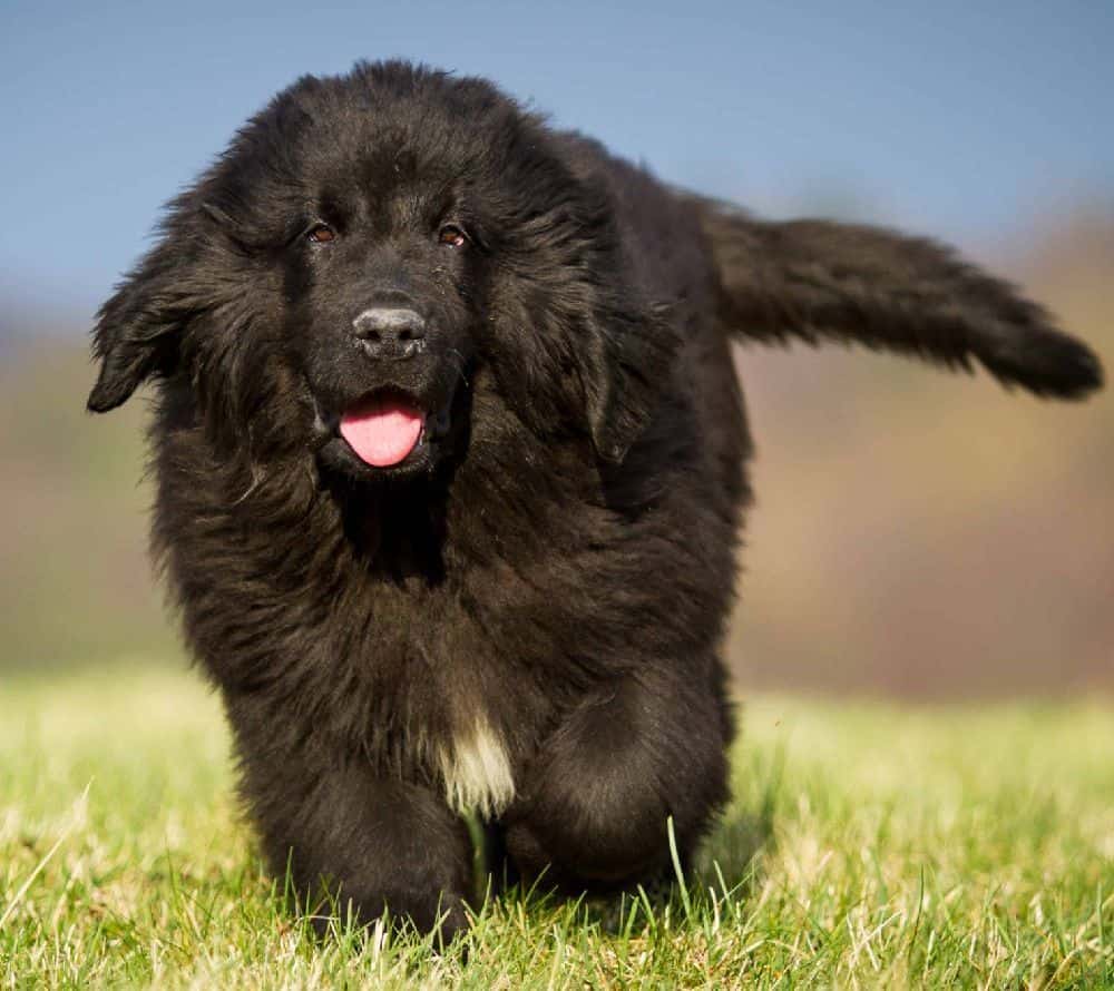 Newfoundlands are gentle, calm, and patient dogs that make great family pets. Their size makes them good protectors.