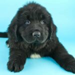 Newfoundlands are intelligent, eager-to-please dogs that are relatively easy to train.