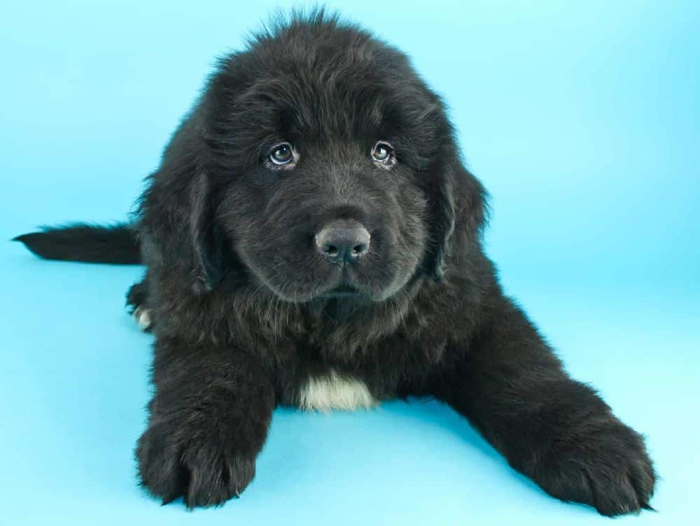 Newfoundlands are intelligent, eager-to-please dogs that are relatively easy to train.