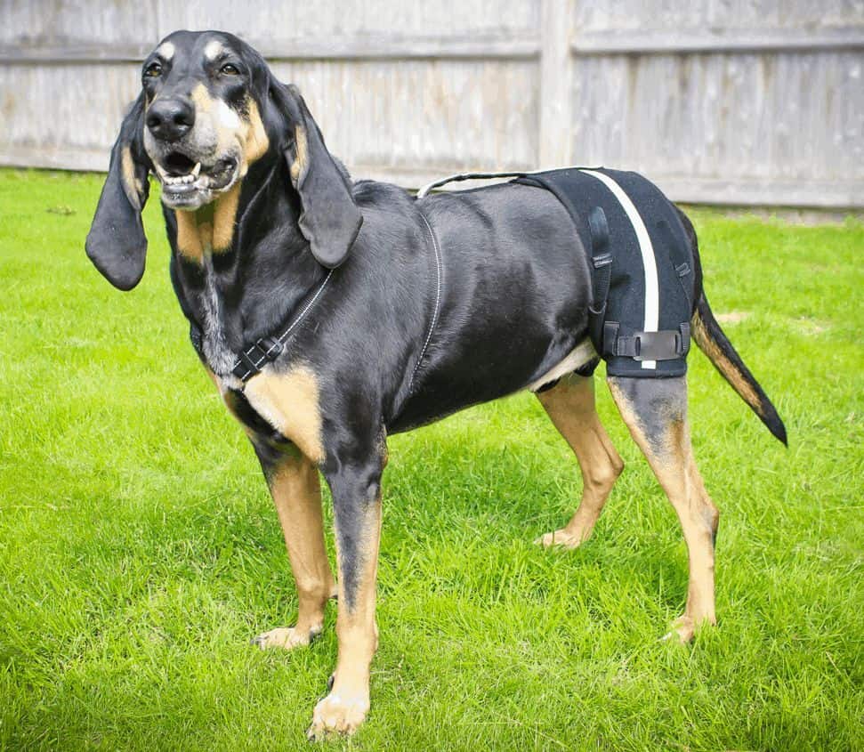 The Walkin’ Hip-EEZ Support System from HandicappedPets.com provides a 5-in-1 hip support system that can be customized to accommodate a range of deficits affecting the hip joint of pets.