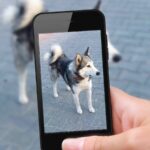 This guide provides tips on how to showcase your dog's TikTok talents. Use fun ideas to create professional videos.