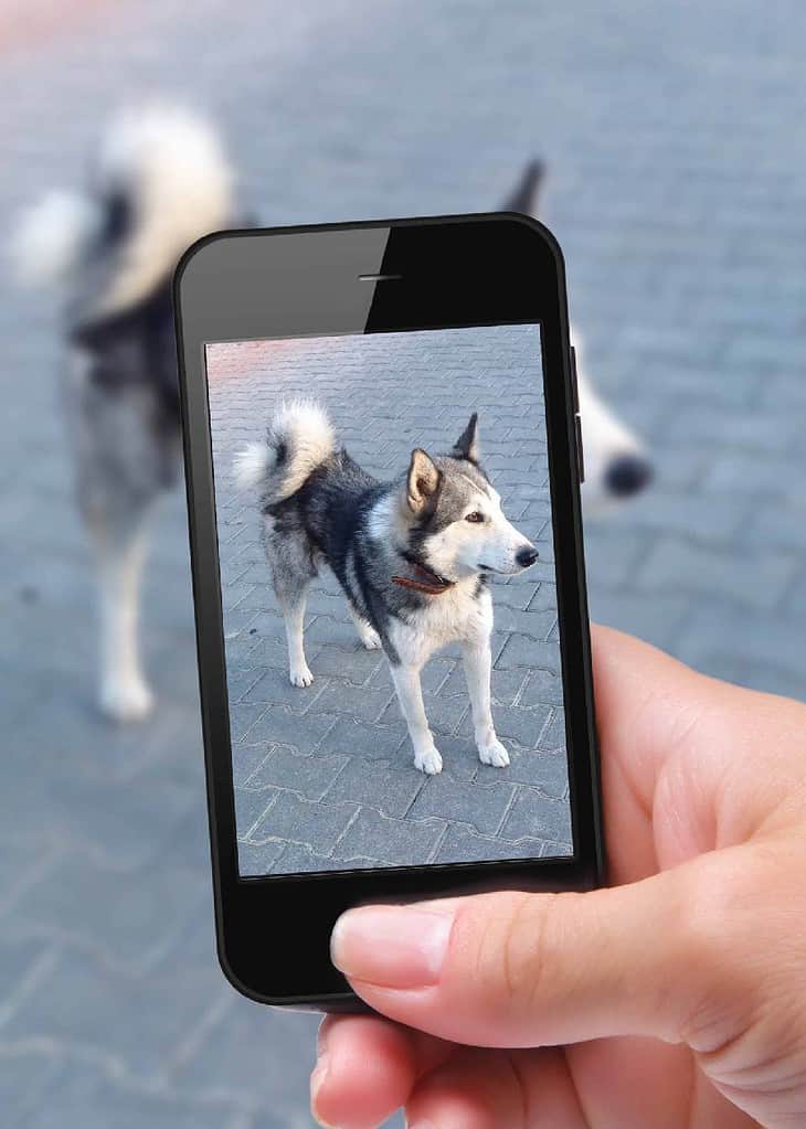 This guide provides tips on how to showcase your dog's TikTok talents.