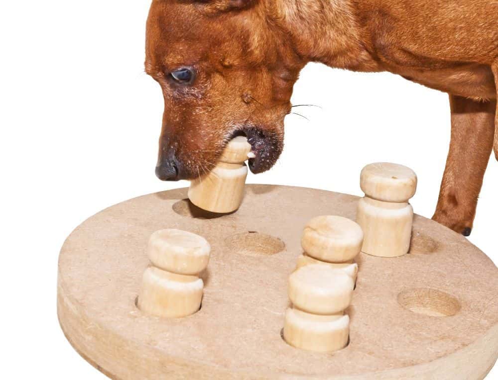 Brain games for dogs reduce boredom, promote independence