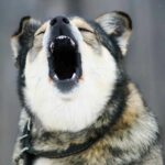 Photo that illustrates excessive barking in older dogs. Owners can best address excessive barking in older dogs by understanding the nature of the behavior to calm the dog.