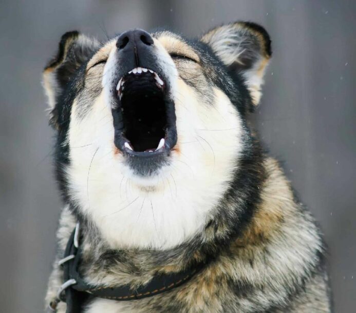 Photo that illustrates excessive barking in older dogs. 