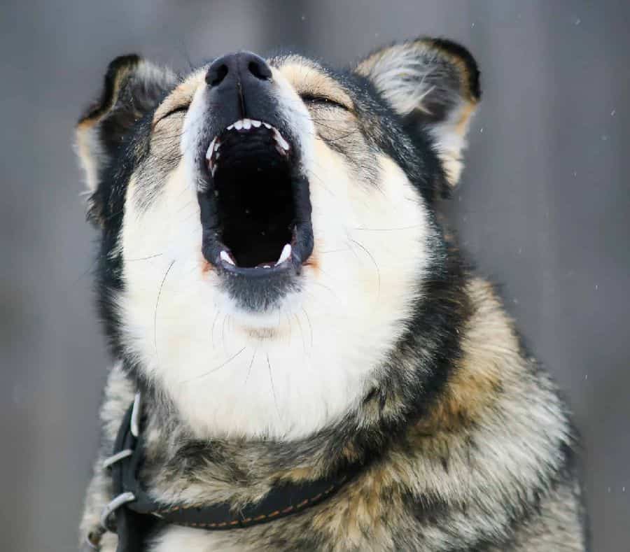 II. Understanding the Causes of Excessive Barking