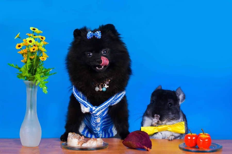 Pomeranian and chinchilla sit at table. Chinchillas and dogs can coexist, but be mindful of the dog's breed. Some toy or small breeds have a low prey drive and interact better with smaller animals.