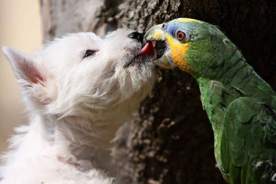 Westie plays with parrot. Some exotic pets like parrots can coexist with your dog if you are careful about introducing them and monitoring their interactions.