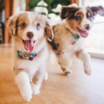 Playful Australian Shepherd puppies frolic. Choose food for hyperactive dogs tailored to support their high energy demands and unique nutritional requirements.
