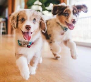 Playful Australian Shepherd puppies frolic. Choose food for hyperactive dogs tailored to support their high energy demands and unique nutritional requirements.
