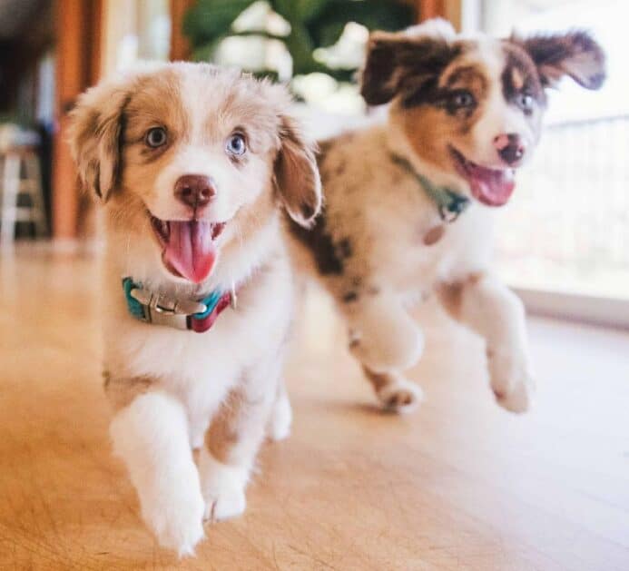 Playful Australian Shepherd puppies frolic. Choose food for hyperactive dogs tailored to support their high energy demands and unique nutritional requirements.