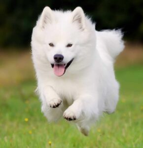 Happy Samoyed runs outside. When selecting pet food for hyperactive dogs, it is important to consider your pet's nutritional needs, read labels, and evaluate brand reputation.