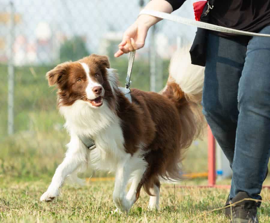 Owner trains Australian Shepherd. You must exercise, feed, and hydrate your dog regularly and use positive reinforcement techniques for healthy dog training.