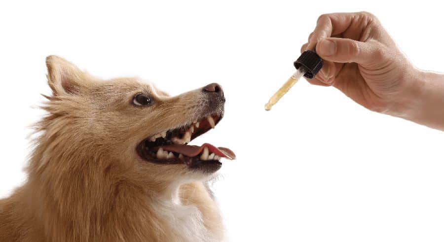 Liquid vitamins for dogs bolster immunity, promote vigor, augment skin and coat health, and aid digestive health.