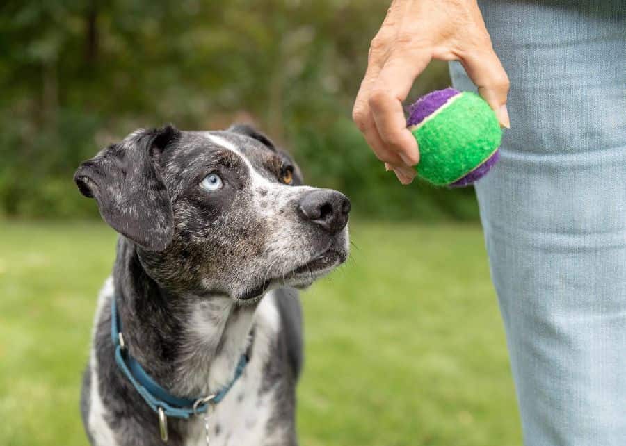 Owner plays fetch with older dog. To make fetch more exciting for your older dog, try using a different toy and playing keep-away before finally throwing it.