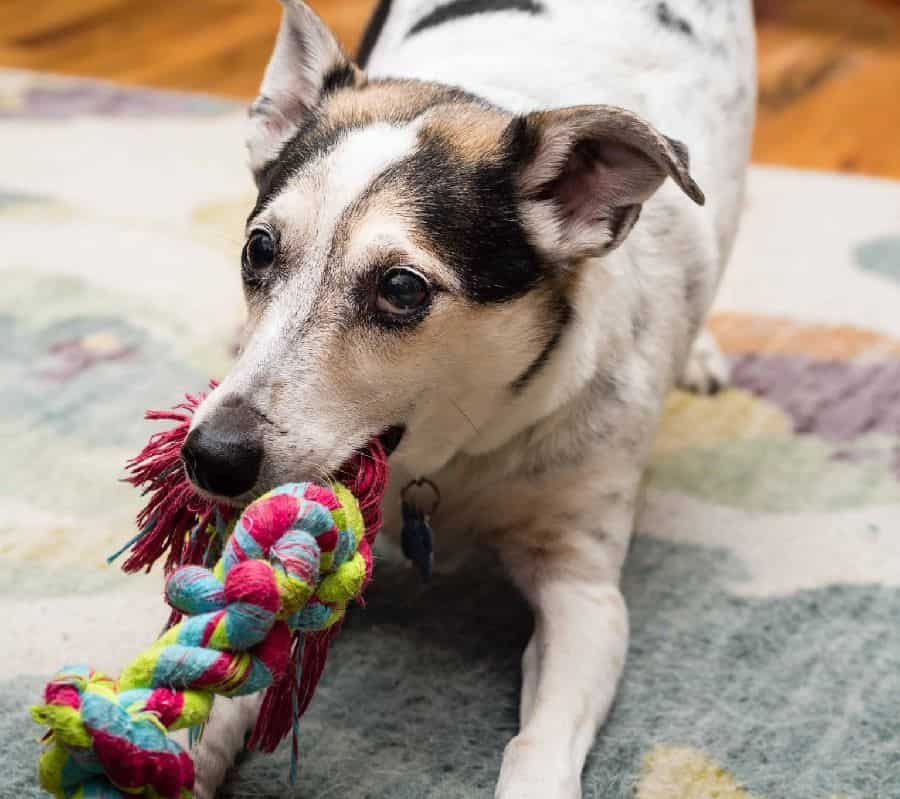 Older dog plays tug of war. Tug of war offers numerous benefits for older dogs. Choose a durable toy, pick a safe area with no distractions or hazards, and monitor your dog's behavior.