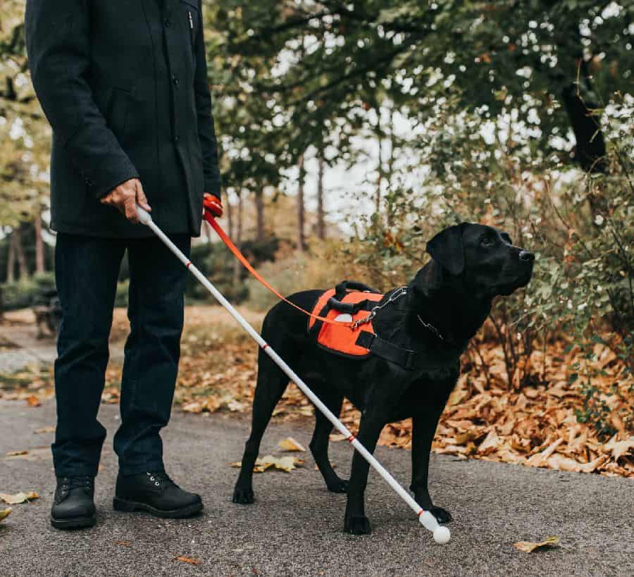 Man works with service dog. Service dogs come in many different shapes, sizes, and abilities. Choose a service dog whose skillsets meet your needs.