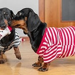 Pair of dachshunds wearing sweaters share toy. Teach your dog new skills, like how to share toys. Unfortunately, dogs may exhibit resource guarding. Use fetch games to encourage sharing.