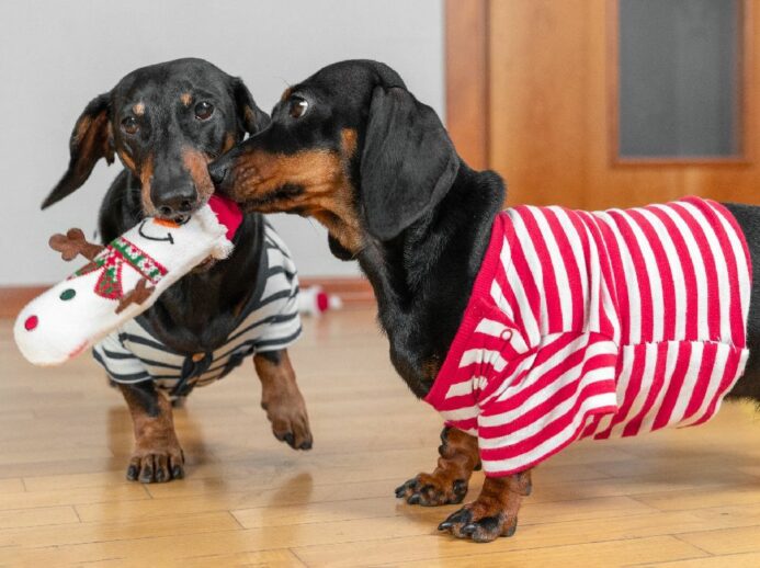 Pair of dachshunds wearing sweaters share toy. 