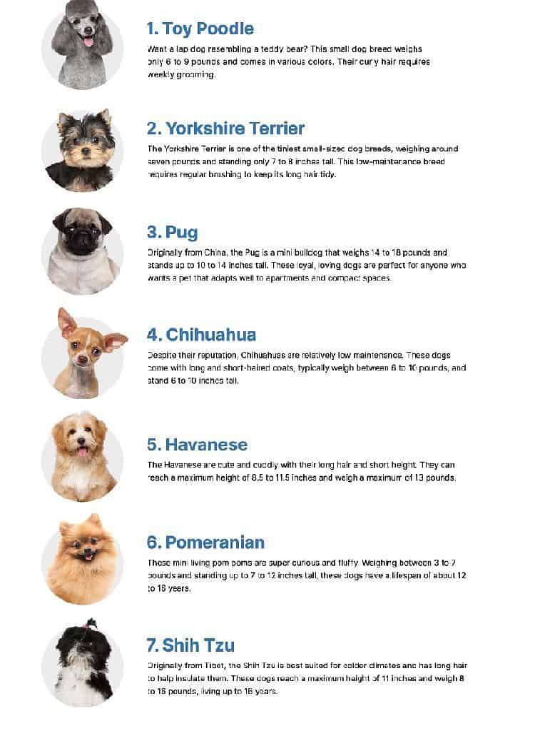 Small-sized dog breeds graphic. There are a variety of small-sized dog breeds that are easy to maintain and adorable. These seven are the best-loved.