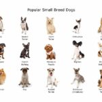 Small sized dog breeds graphic. Small-sized dog breeds stay tiny and adorable for their entire lives. If you want a perpetual lap dog, consider choosing one of these breeds.