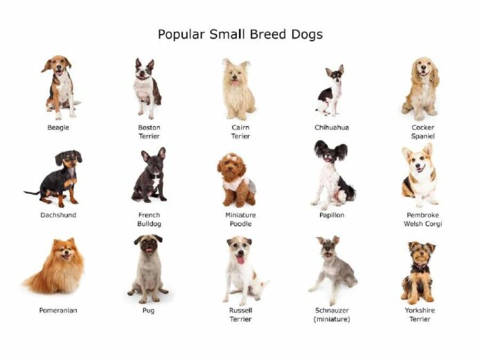 Small sized dog breeds graphic. Small-sized dog breeds stay tiny and adorable for their entire lives. If you want a perpetual lap dog, consider choosing one of these breeds.