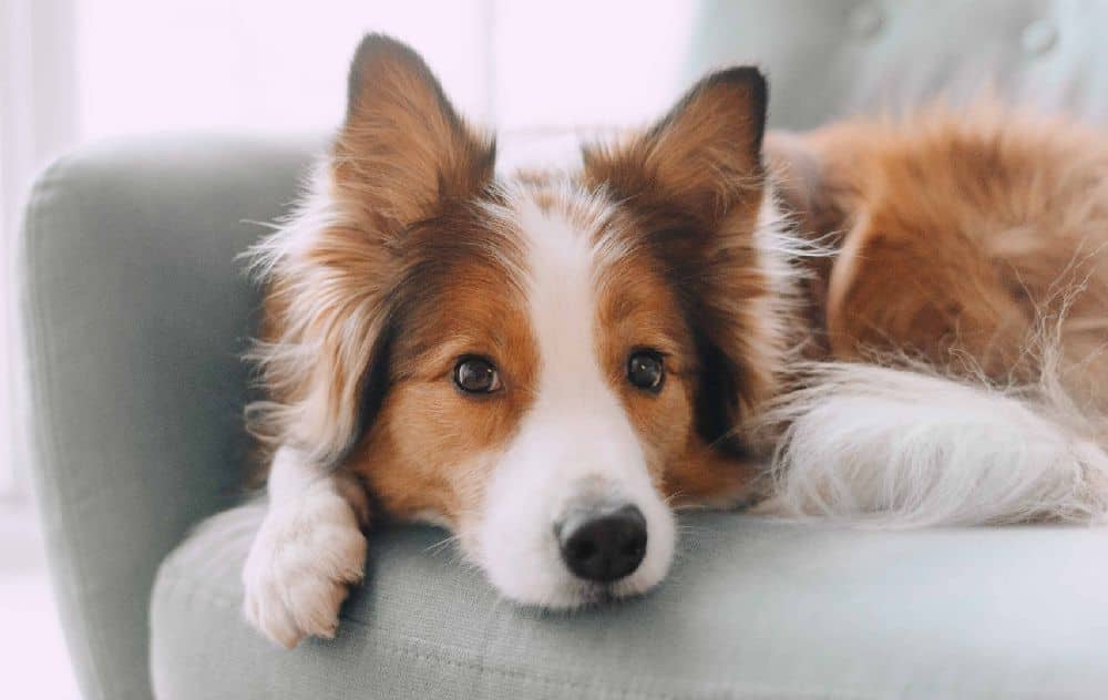 Sad Border Collie sits on couch. If your dog is overeating poop, it could be a sign of nutritional deficiencies and you should consult your vet.