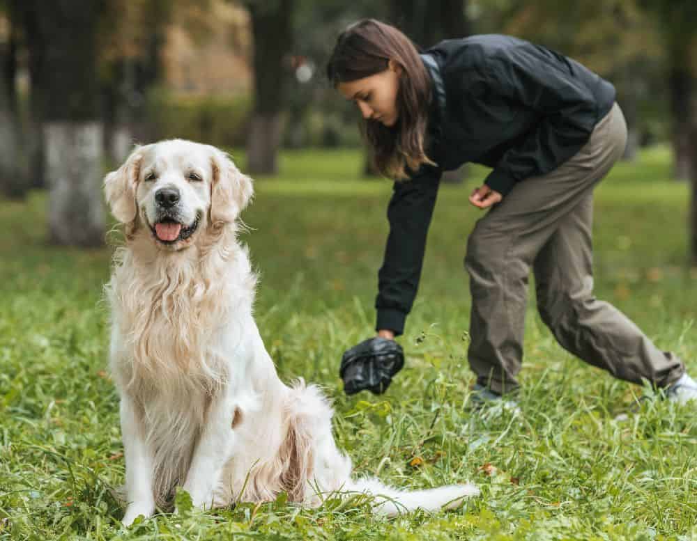Dogs have several motivations for eating poop, including instinct, nutrition, and taste. Some dogs also eat poop as attention-seeking behavior or because they are stressed out.